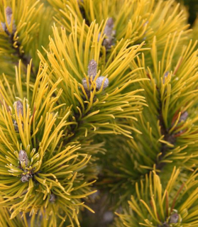 Pinus mugo 'Wintergold' 60cm kmienok